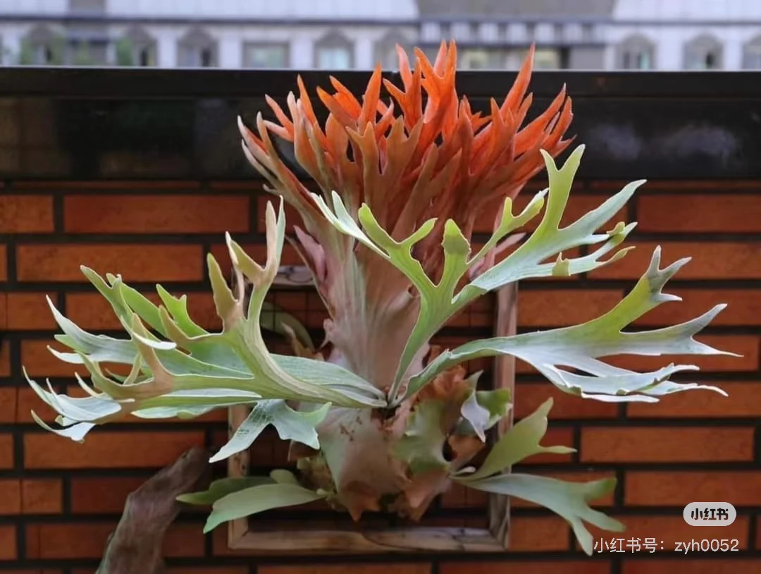 粉雪鹿角蕨组培苗上板