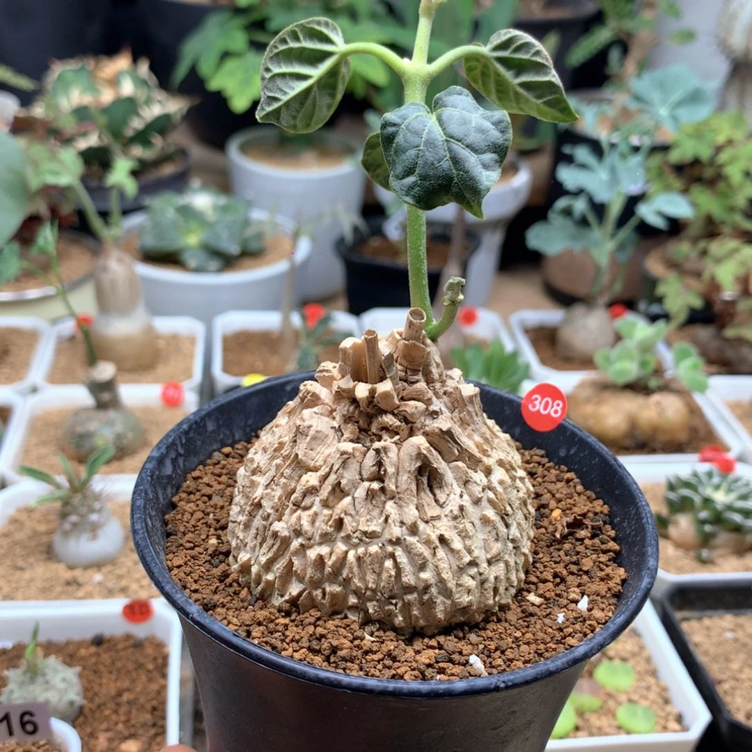 龟甲萝藦带盆多肉