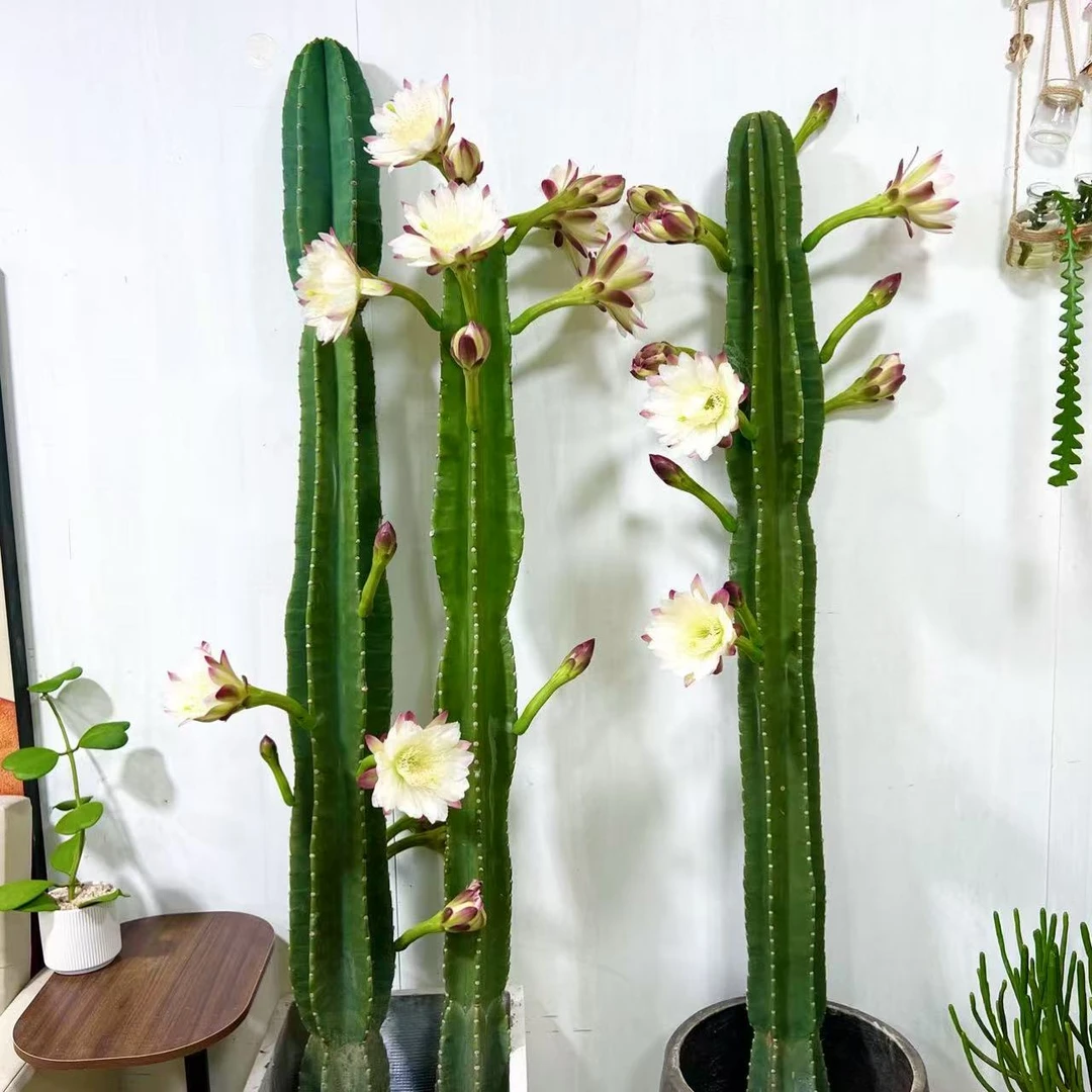 仙人掌量天尺仙人柱大型绿植室内盆栽庭院植物沙生景观民宿花园