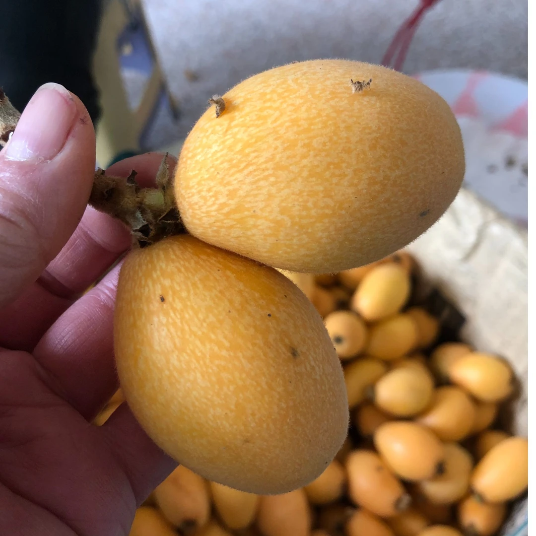 特级莆田早钟枇杷酸甜多汁新鲜当季高山老树琵琶应季水果孕妇老人