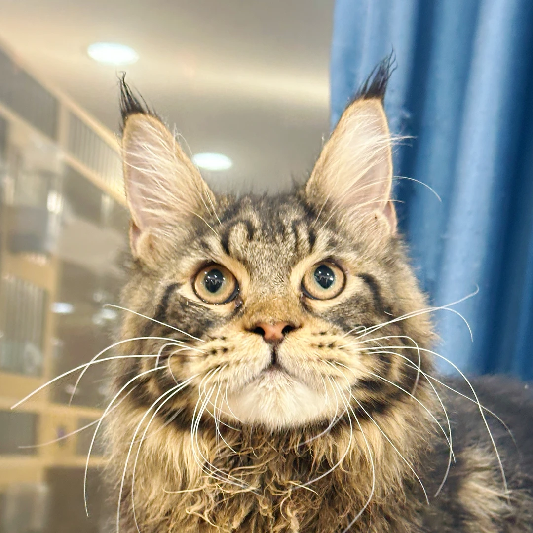 来了姊妹-棕虎斑缅因猫-弟弟-2002