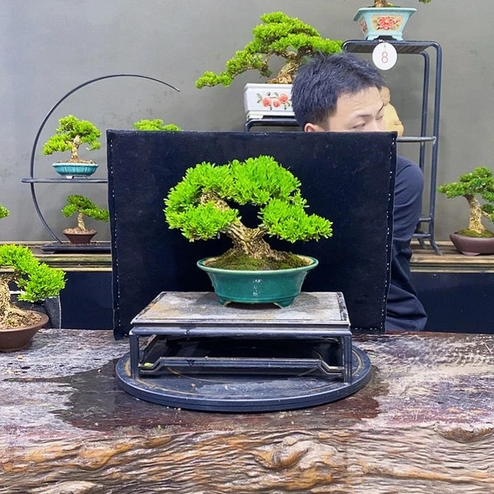 无花朵黄杨盆景四季常青