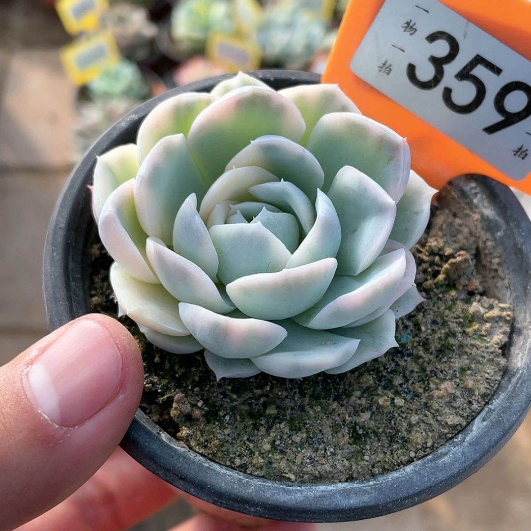 【闪购商品】359号