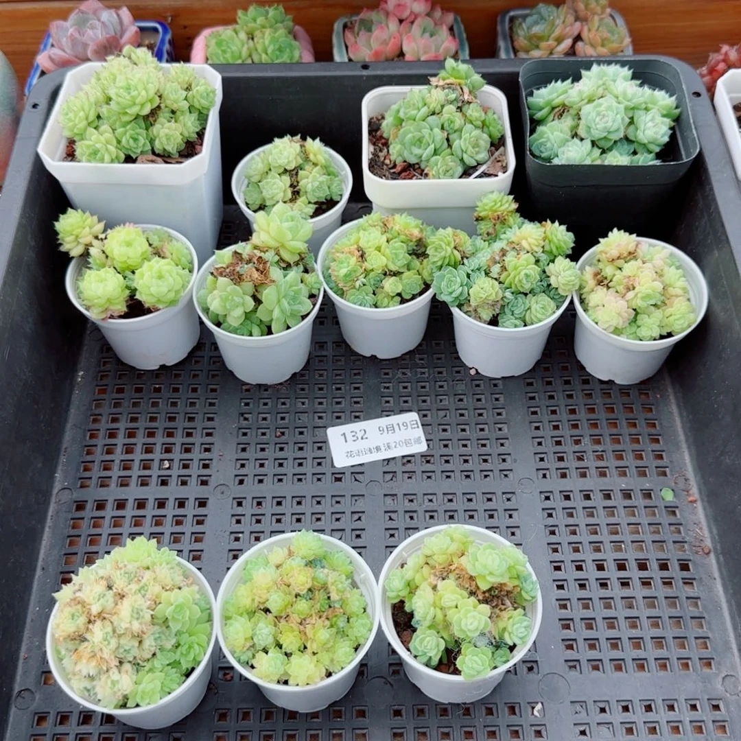 七***喜花语逸镜0919-132一筐
