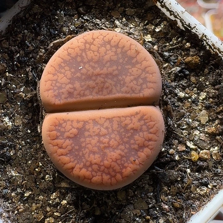 生石花111111。   97