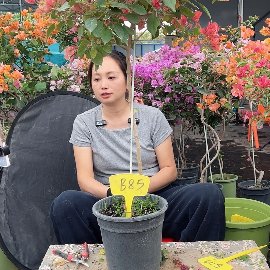 夏***️大部分花苞少量开放B85伊莎贝拉酒红