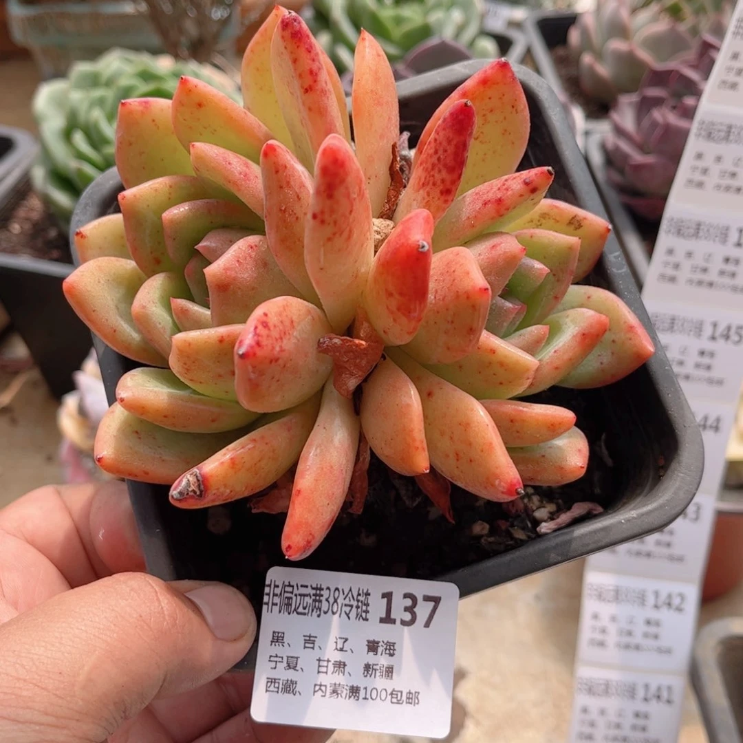 137香槟德华多肉