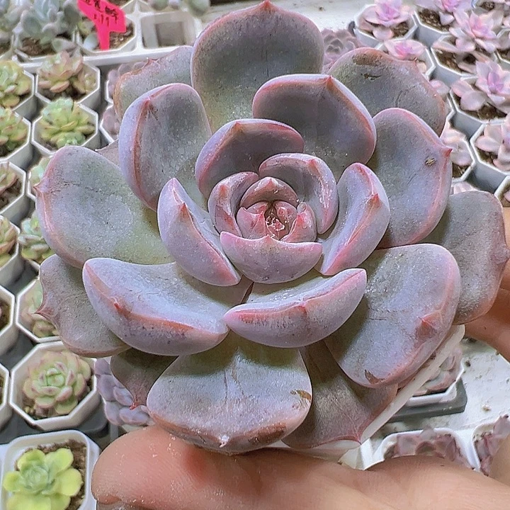 大夜莺19包邮多肉植物