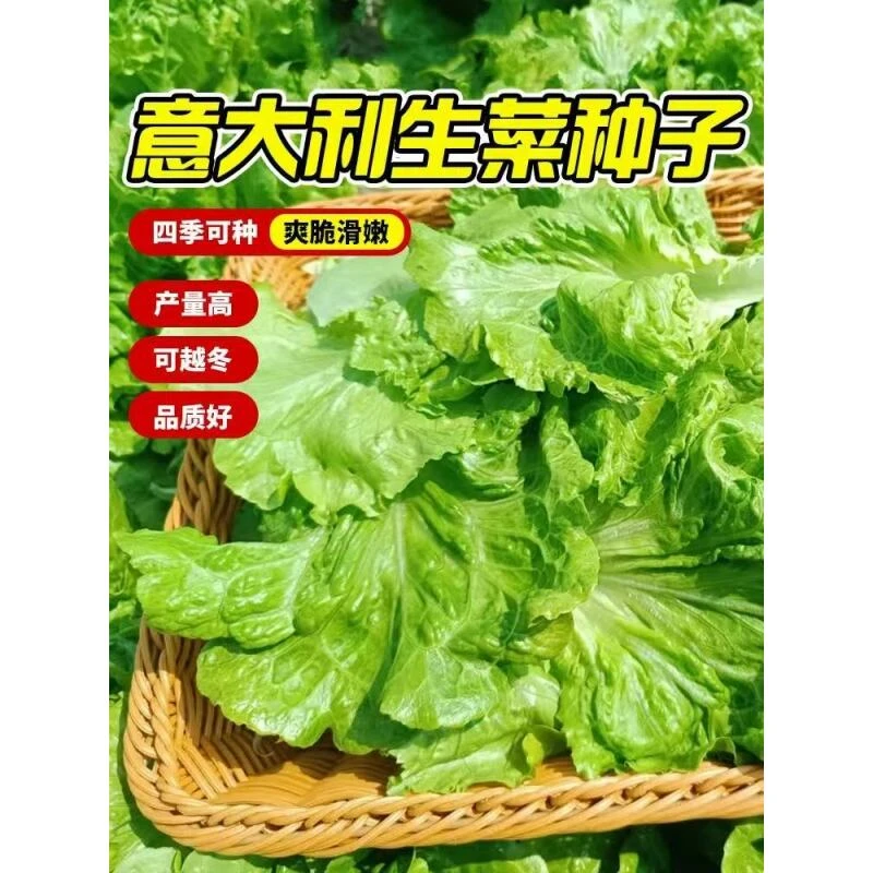 【全店任意满5包包邮】意大利生菜种子蔬菜