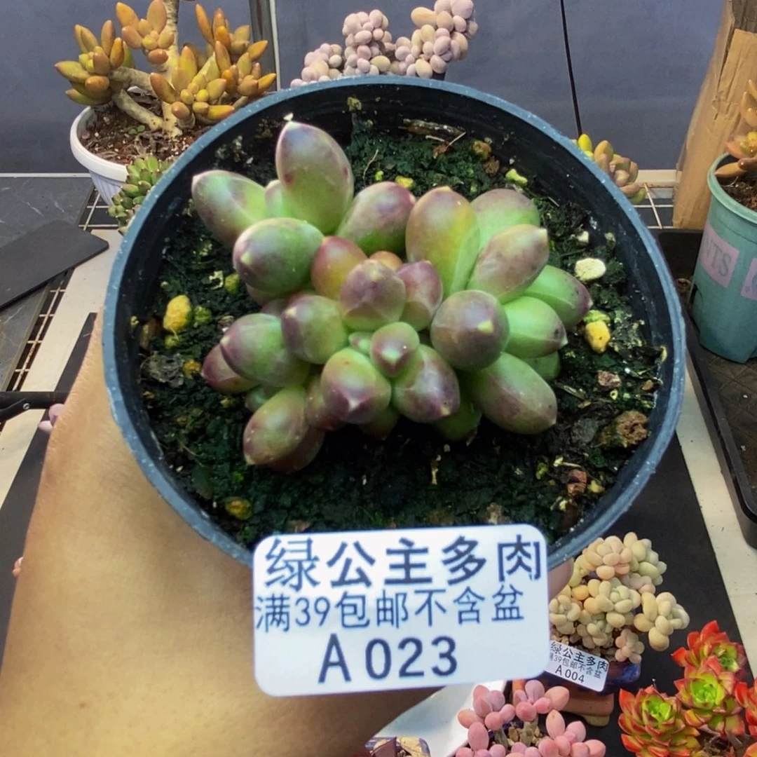 023香蕉树多肉5c m