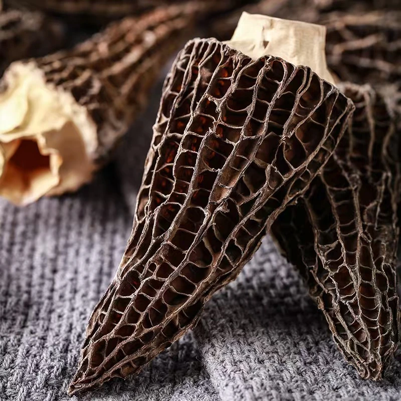 云南现收山货特产–––羊肚菌