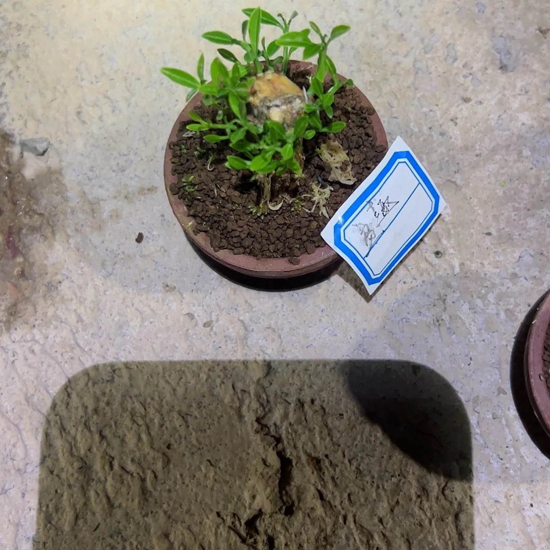 盆***味趣味把玩diy小苗