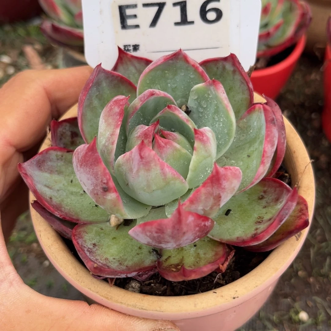 惊鸿一瞥716号多肉