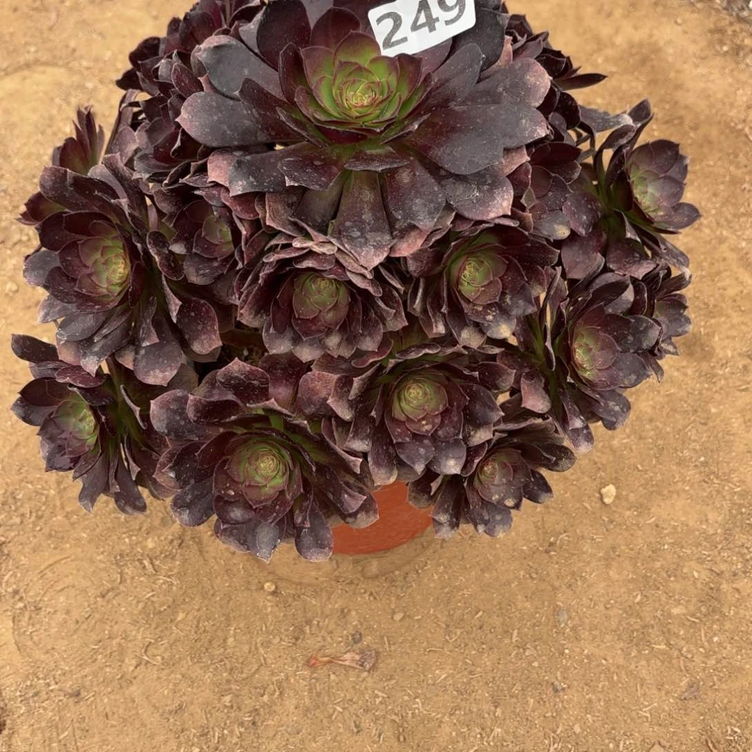 249赤焰莲多肉不包损