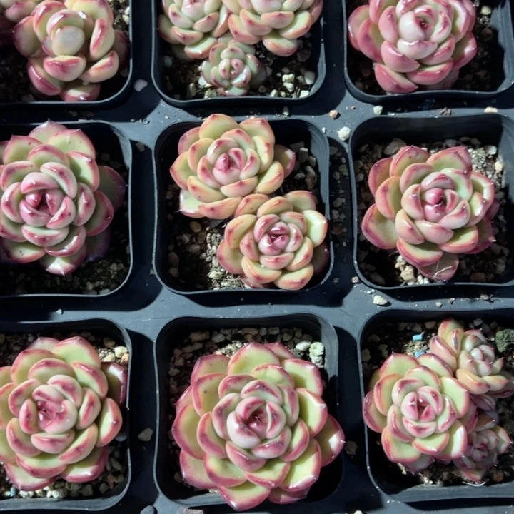 万宝龙单头一颗量拍多肉满20包邮