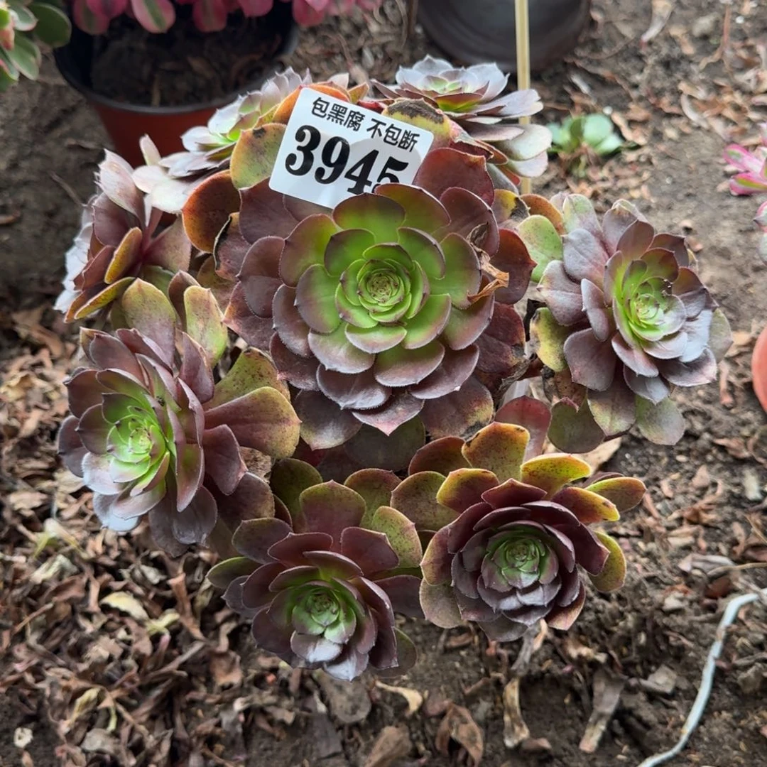 法师炽焰莲有断3945 19-13