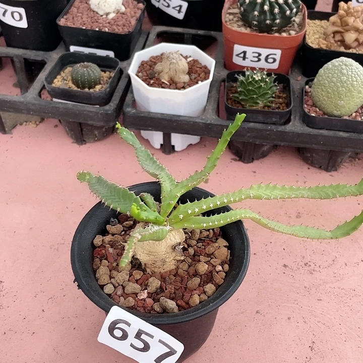657九头龙大戟块根