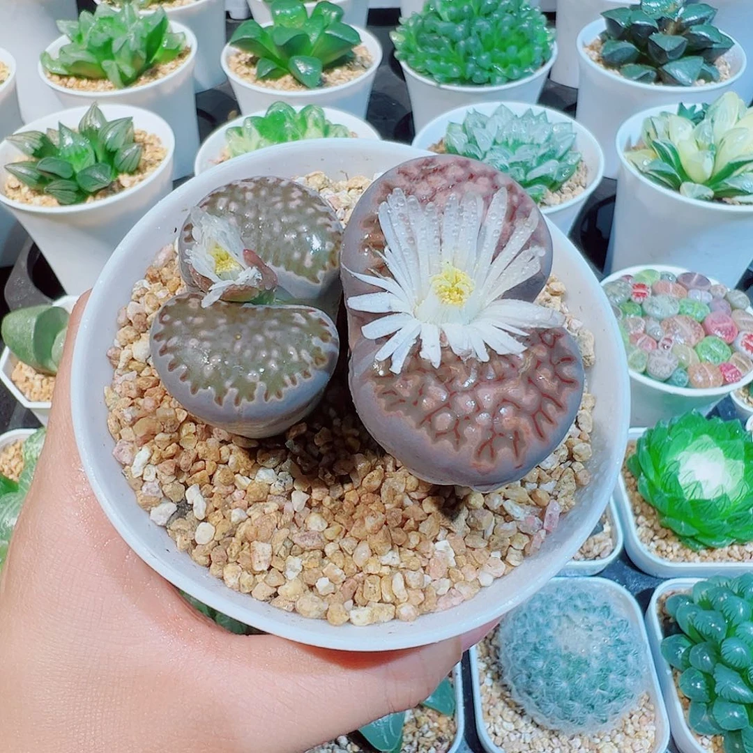 双头母本生石花多肉
