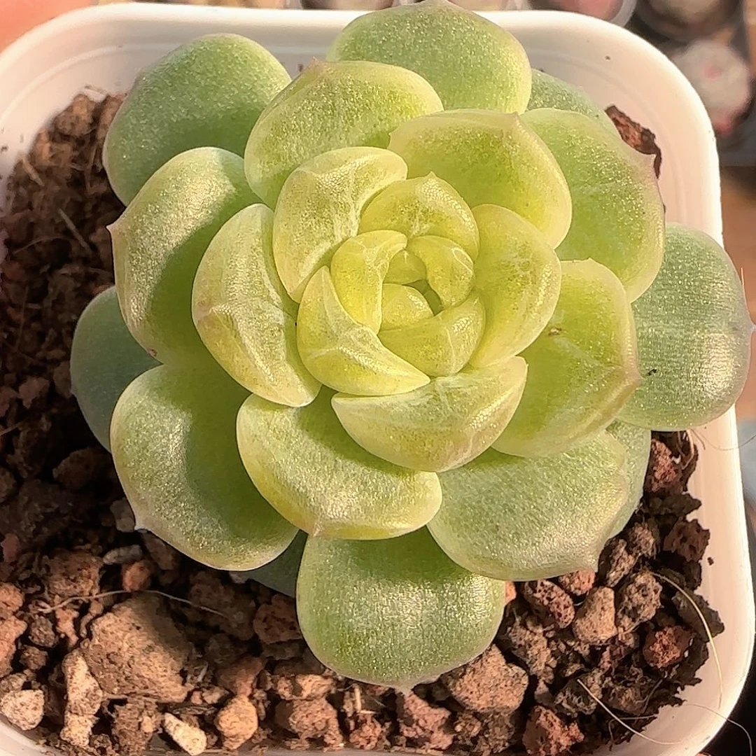 多肉1203-221无尽灯