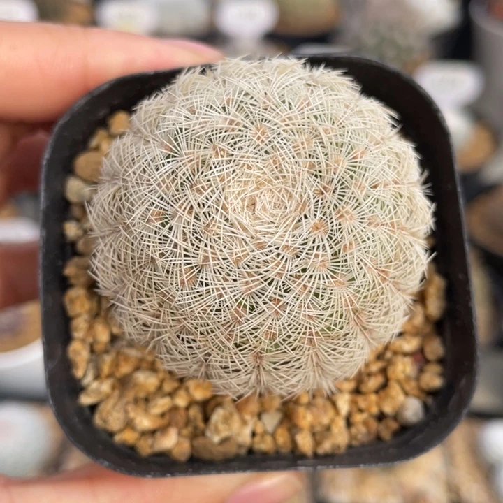 白元虾       实生根