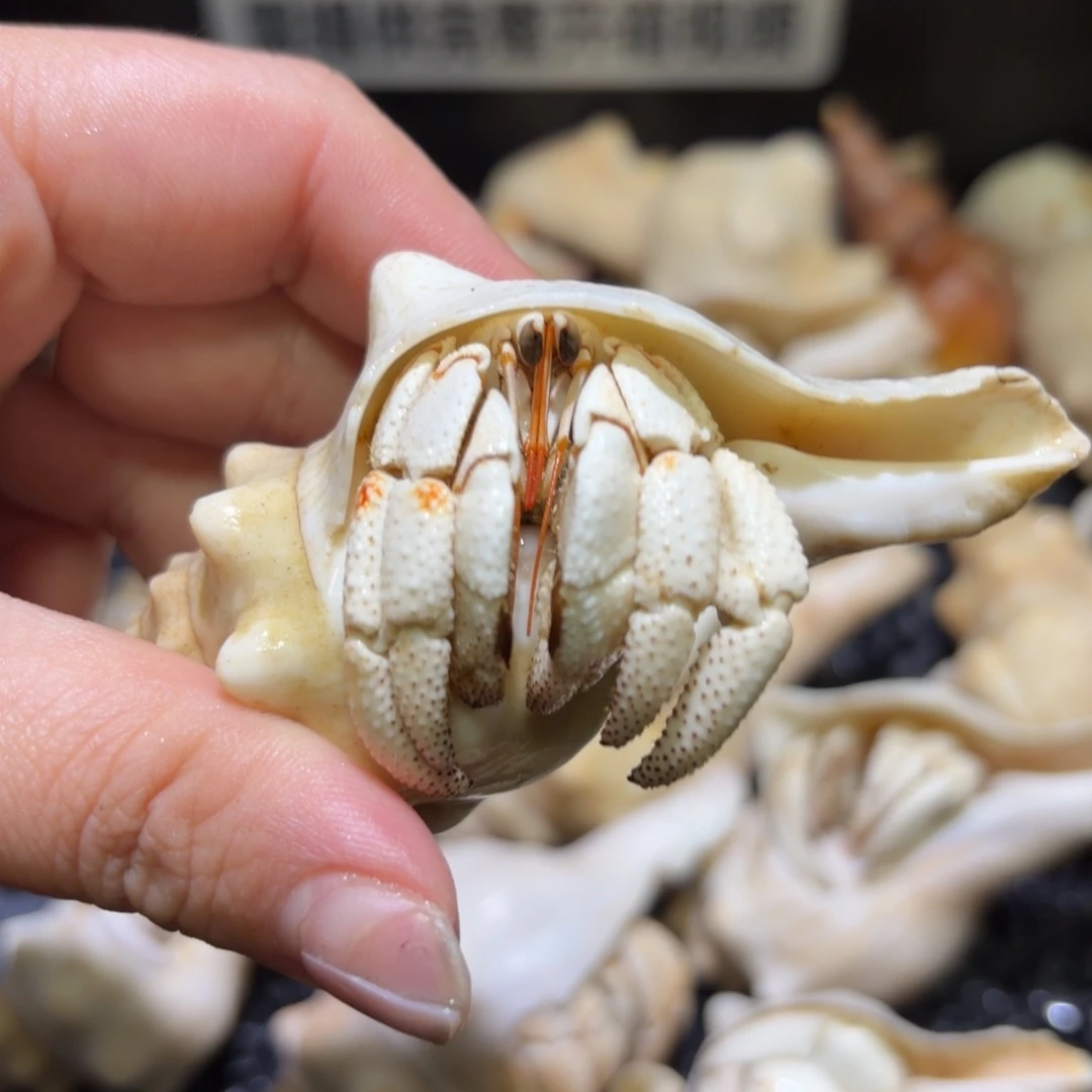 4 瓷白橘点白草寄居蟹 2.6口