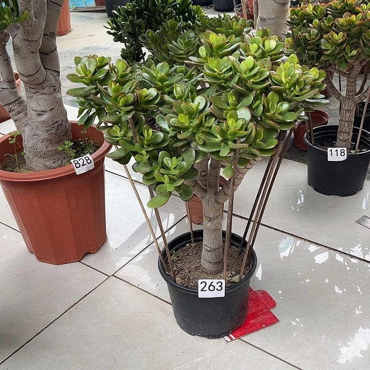 姬红花月独杆老桩