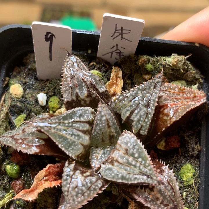 9号朱雀一物一拍带盆