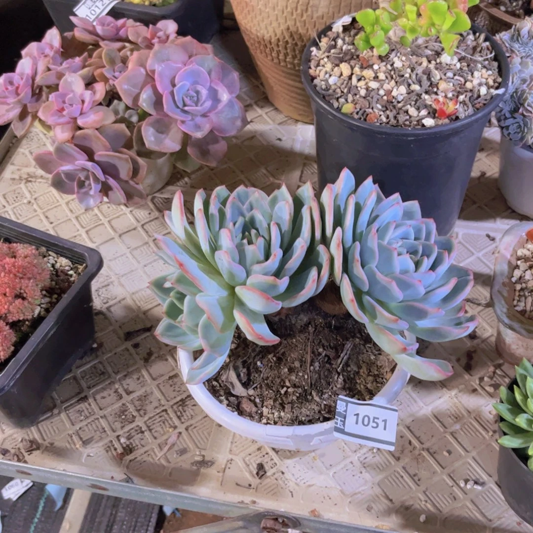 泡芙多肉植物1051