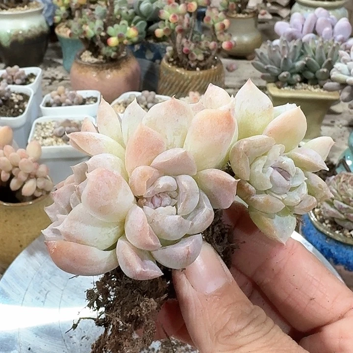 浅*光chfdhfxgjj152