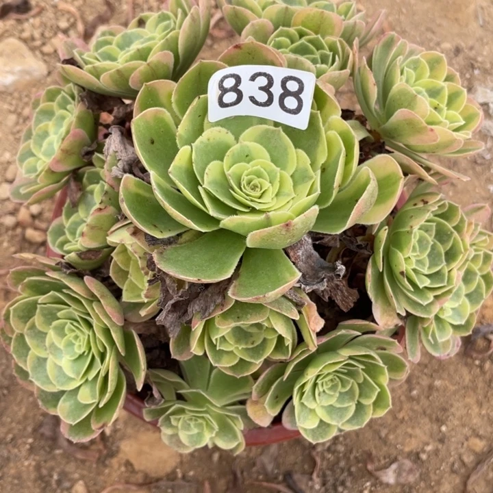 无花朵838多肉植物奶白