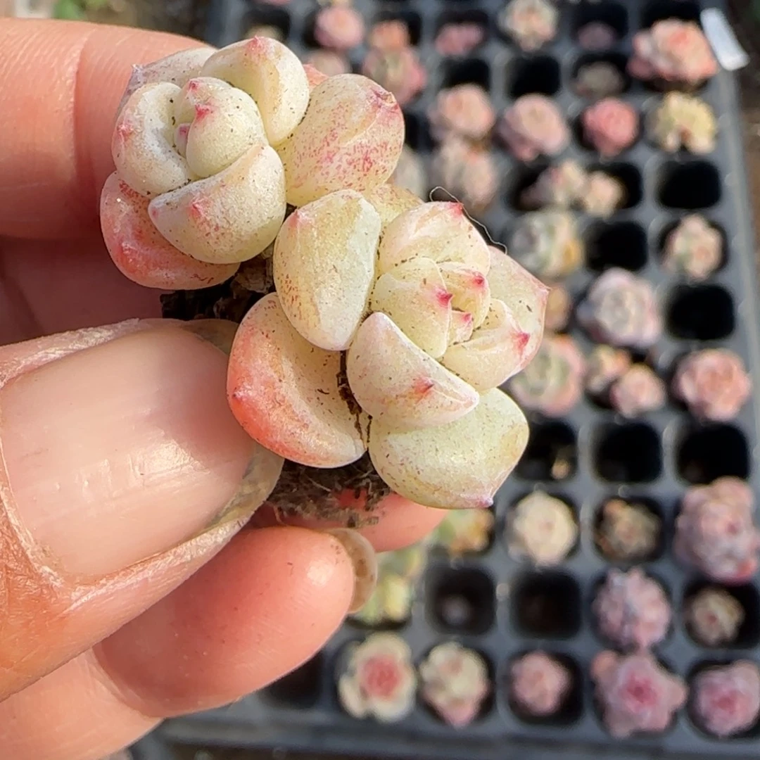 小卡拉米糖心一物一拍