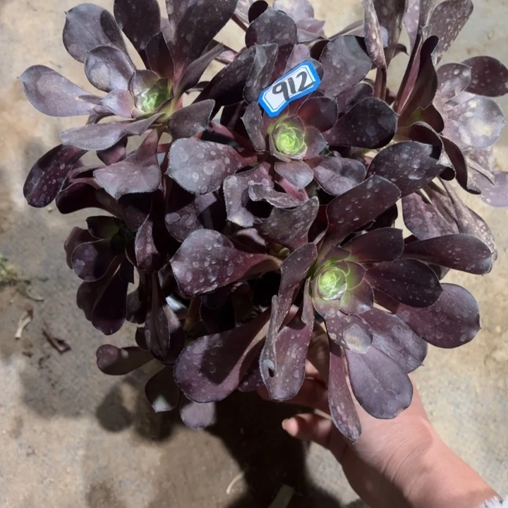 巫毒912有砍朵法师多肉