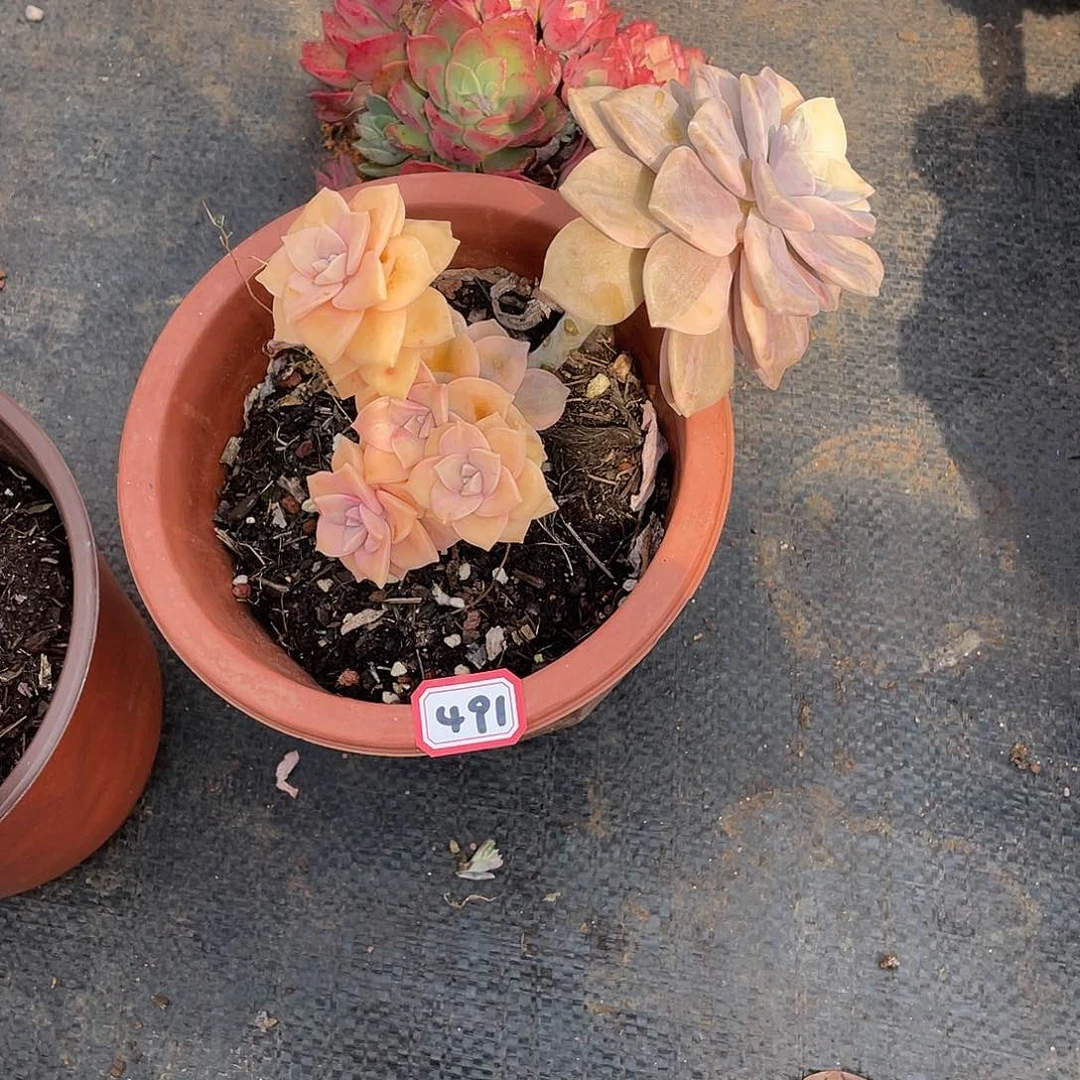 491紫乐锦一物一拍多肉