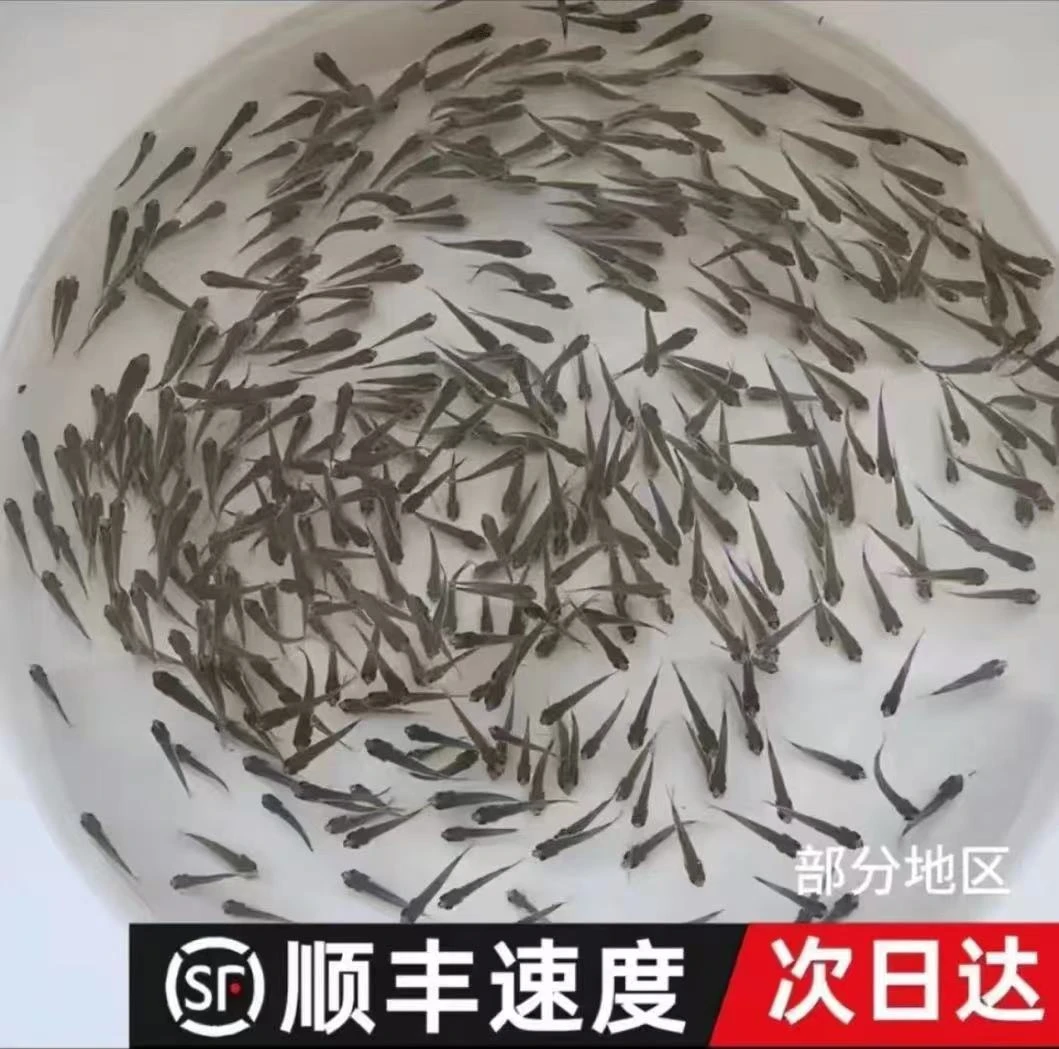 乌龟吃的小鱼苗随机饲料鱼活鱼食蚊鱼喂龙鱼六角宠物饲料