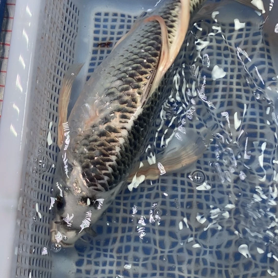 锦鲤冷水锦鲤包邮