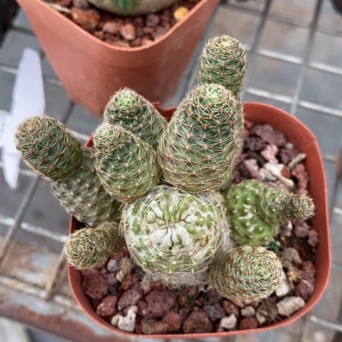 花木兰群7仙人球