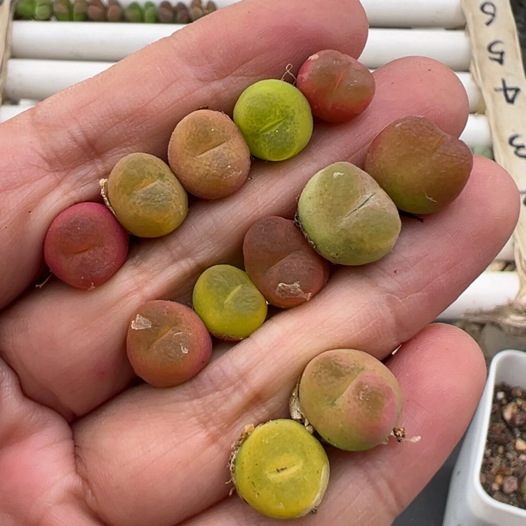 4.18好看的多肉脱土发货941