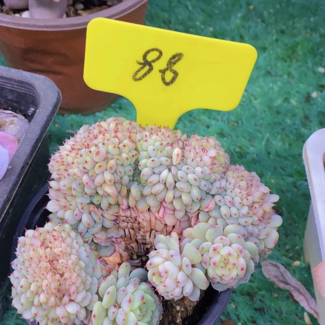 活动专场第一场，5送1