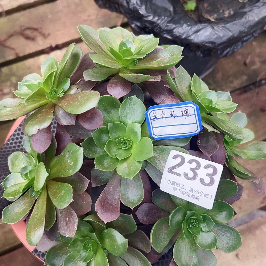 多肉植物多肉植物233