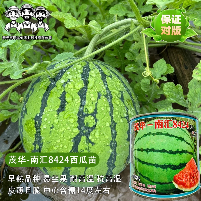 南汇8424微萌美都2k西瓜苗嫁接苗直根苗 超甜阳台盆栽地栽种植