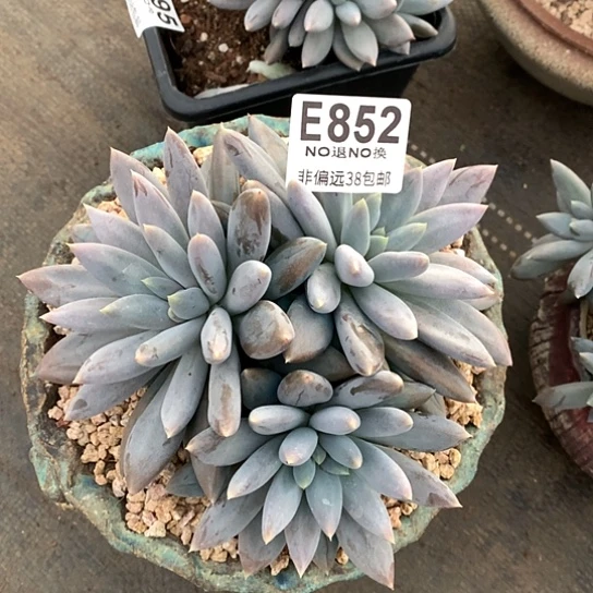 黄胖体哥特852  全场默认微瑕 7-8天发货