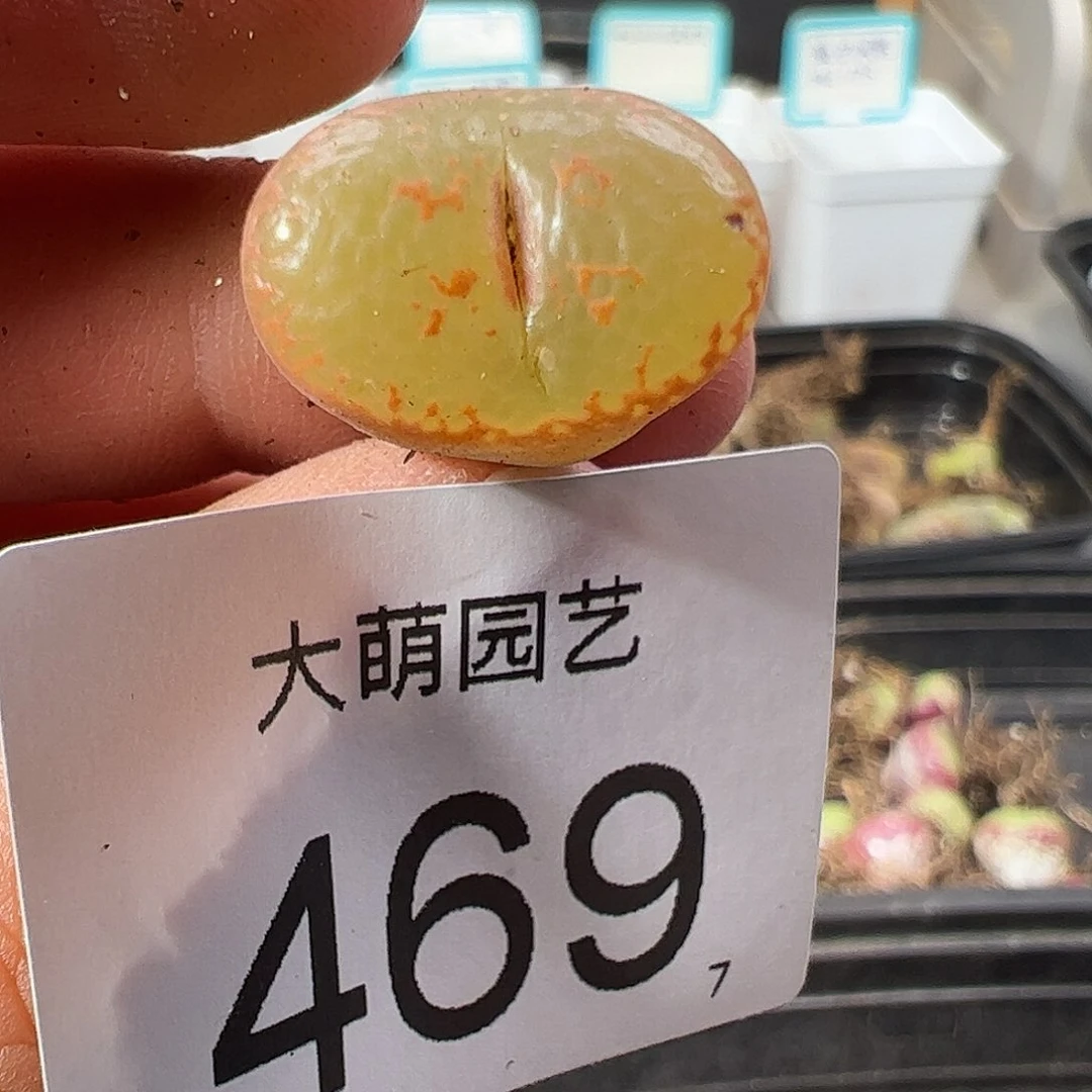 0000469 一物一拍……