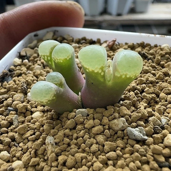 109三头粉樱带盆土
