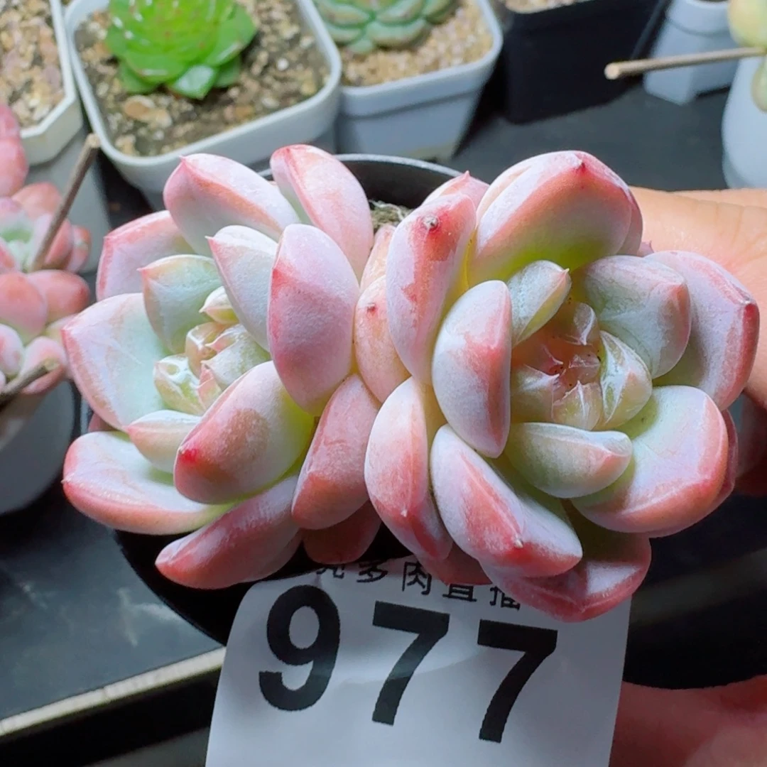 孤品            精美多肉植物