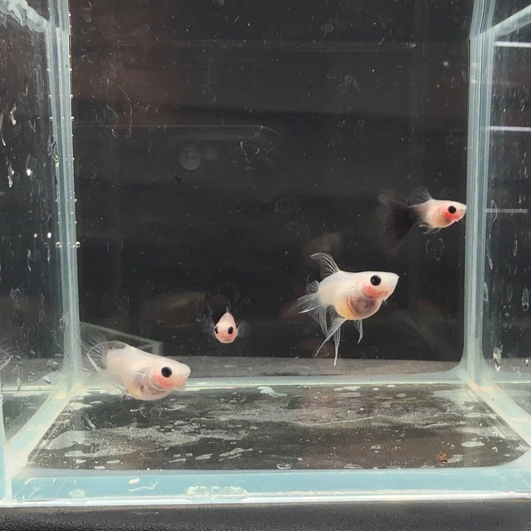 孔雀鱼蓝礼服玻璃猫大C两对