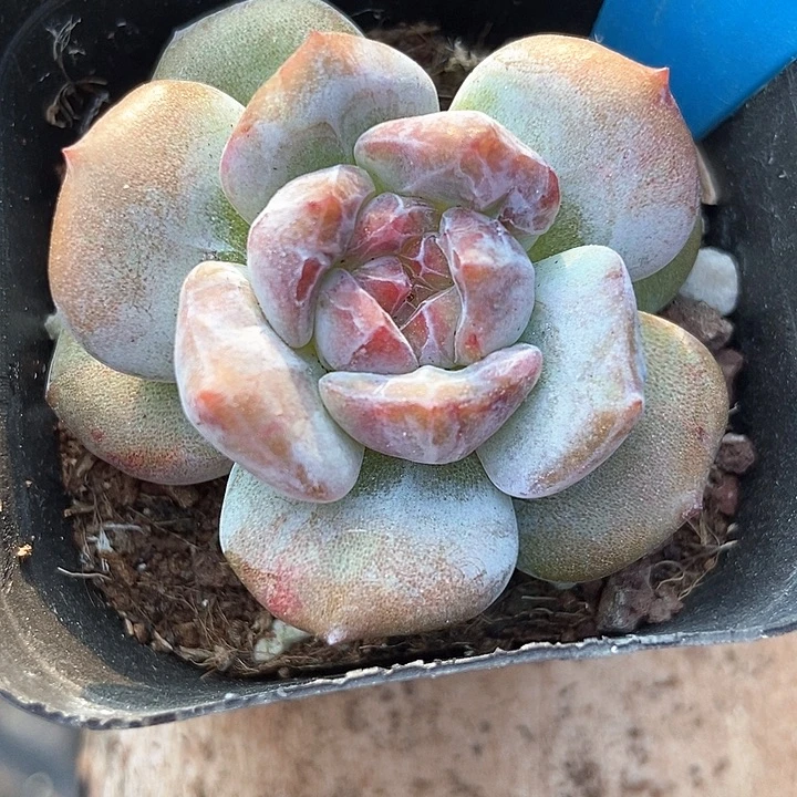 多肉植物星影石化795