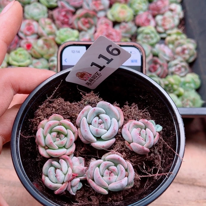 多肉植物多肉植物