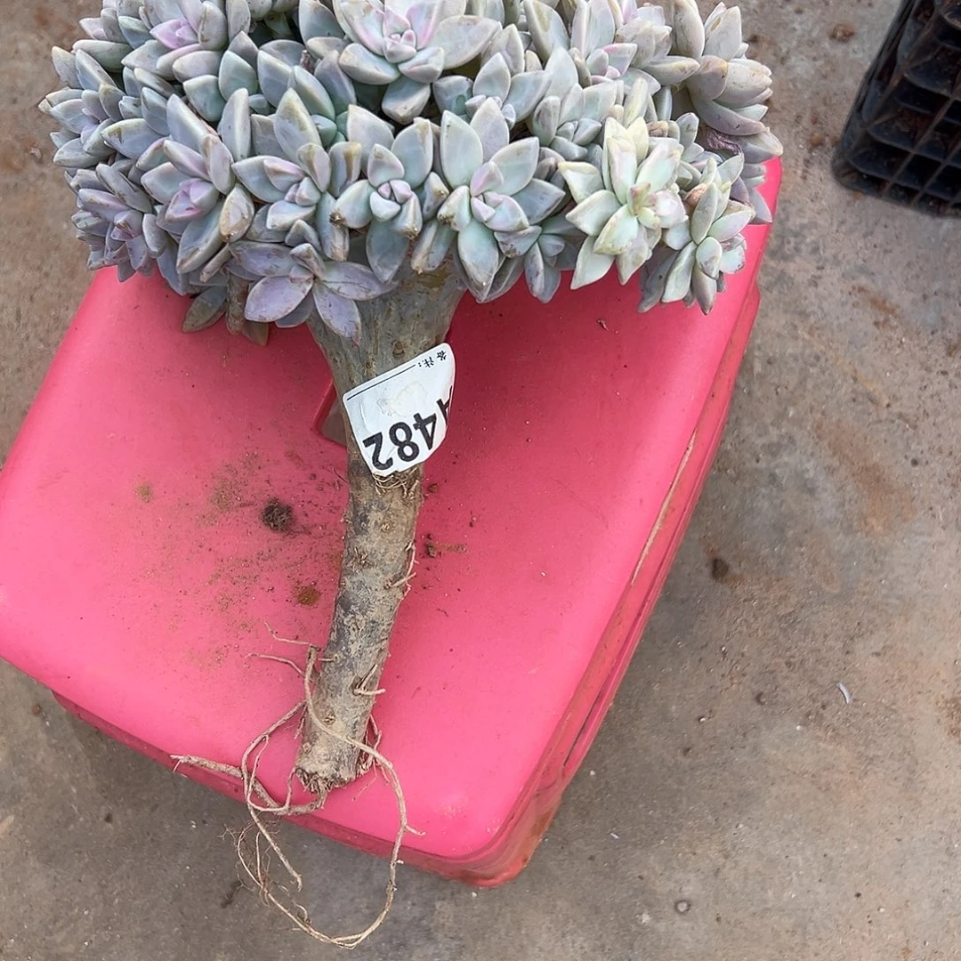 一***初淡雪大肉一物一拍482