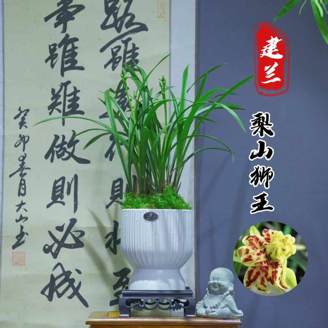 带花苞建兰铭品[梨山狮王]带陶瓷盆种好适合新手好养易活