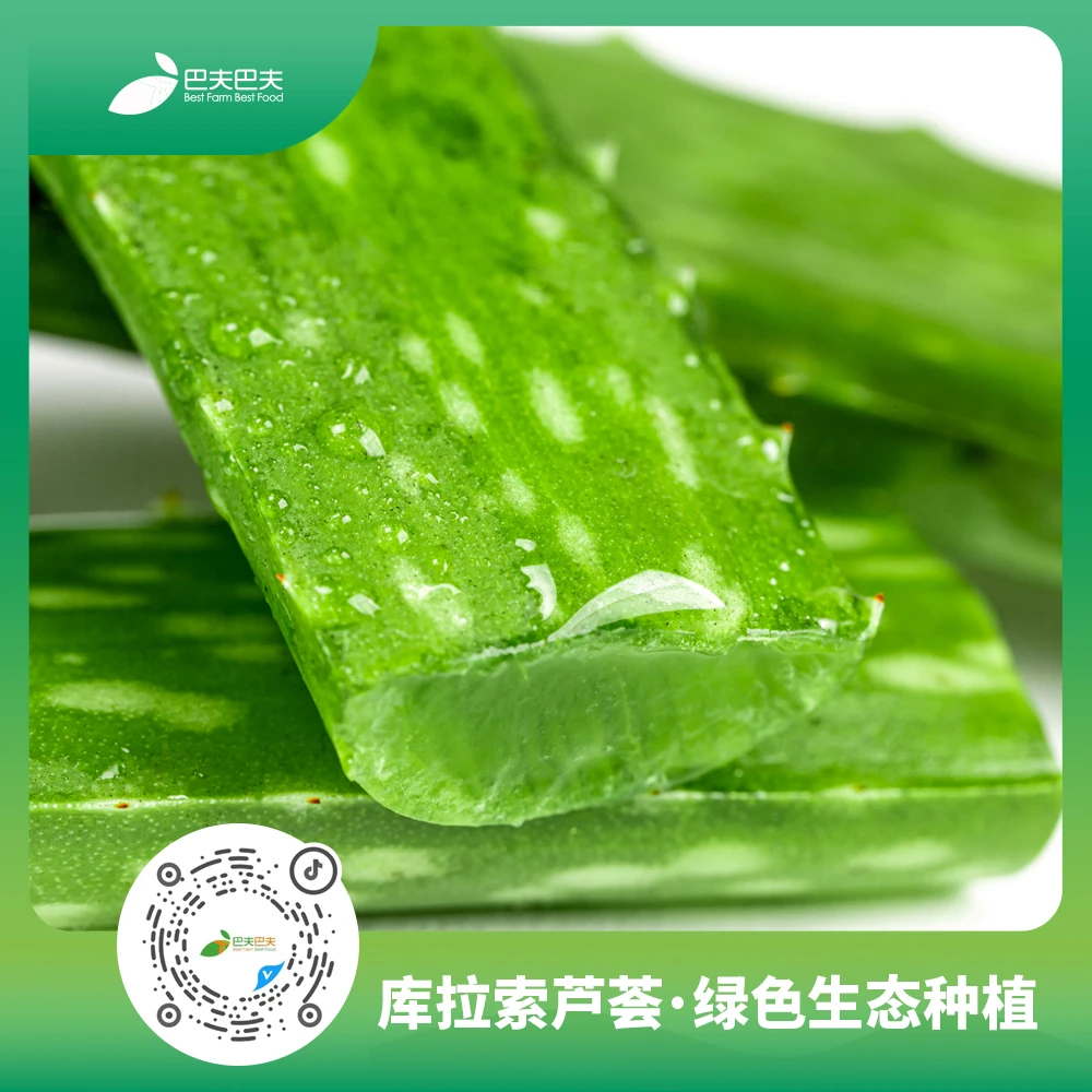 库拉索芦荟 美容芦荟叶片 补水 新鲜 多肉植物可食用大叶片 饱满
